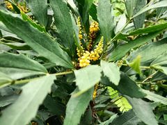 -广州神农草堂中医药博物馆