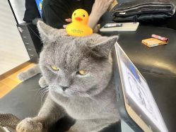 -飛凡TATTOO纹身•原创