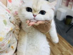 -青奢宠物·青奢猫舍