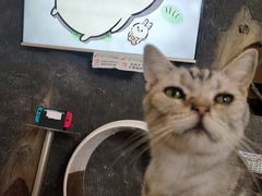 -猫猫幼稚园·撸猫·桌游·电玩