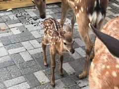 -长白岛森林公园