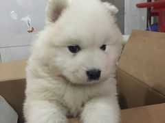 -酷狗靓猫宠物·洗护·美容·寄养(航北路店)
