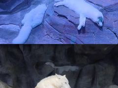 -正佳极地海洋世界