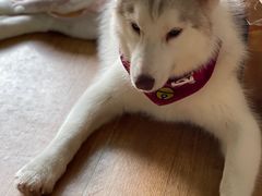 -Husky Go! 哈士奇体验馆·宠物咖啡厅狗咖