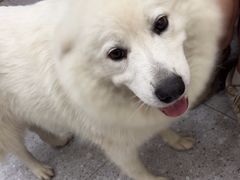 -四月宠物医院·猫专科·心脏专科·内科(转塘店)