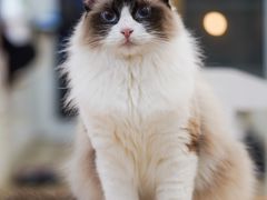 -李小姐の猫咖啡馆(五角场店)