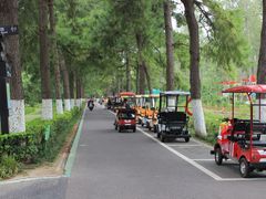 -合肥滨湖国家森林公园