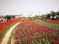 -荷兰花海