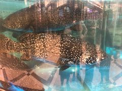 -金翠皇宫粤菜·点心·海鲜(科技园店)