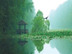 -滕州微山湖红荷湿地景区