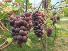 -湖南湘都生态农业园