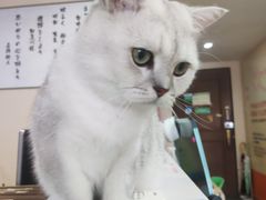 -猫音日语留学培训