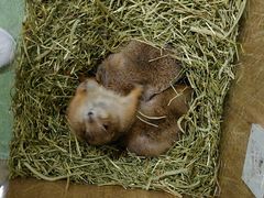 土拨耗子-藦茜花园宠物主题亲子互动体验馆(国顺东路店)