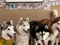 -星多哈·狗咖·拼豆·咖啡