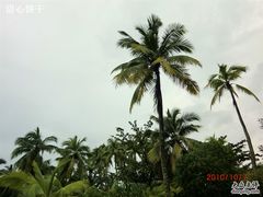 -三亚珠江南田温泉度假区
