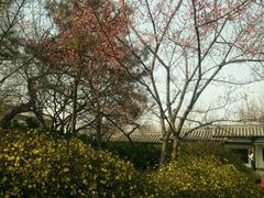 -西安青龙寺遗址景区