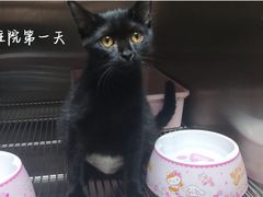 -乐琪宠物医院·犬猫专科·骨外科·急重症