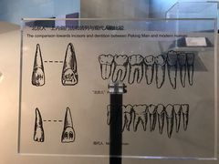 -北京周口店北京人遗址博物馆