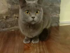 -猫色咖啡·猫咖