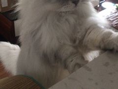 -黑皮牛杂面(金融港路店)