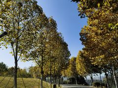 -洋湖国家湿地公园