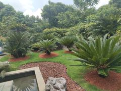 -深圳仙湖植物园