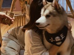 -Husky Go! 哈士奇体验馆·宠物咖啡厅狗咖