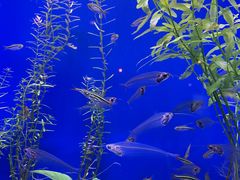 -上海海洋水族馆