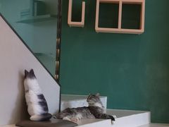 -飞行喵MR PILOT|猫舍·猫咖(静安大融城店)