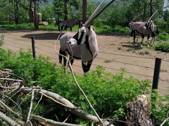 -大连森林动物园