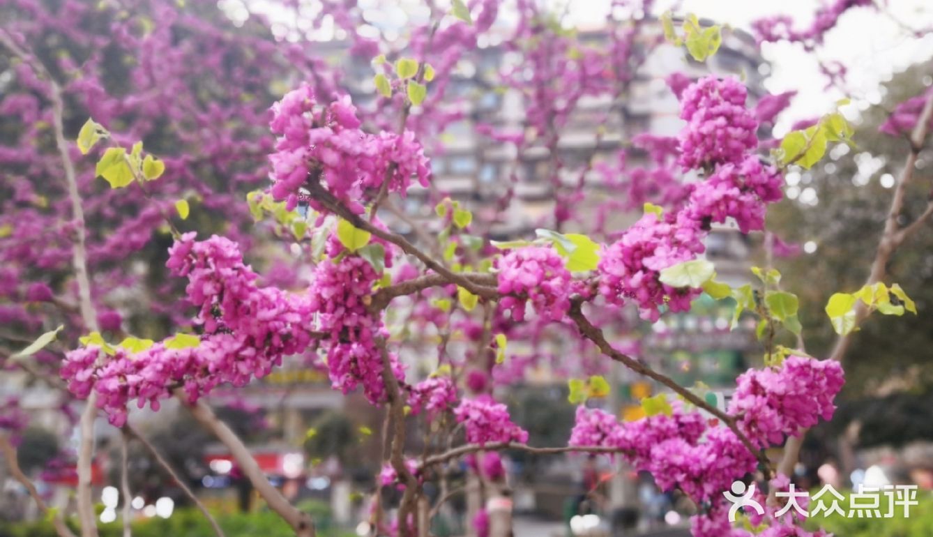不用去公园🍃南坪商圈也能看春色