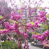 不用去公园🍃南坪商圈也能看春色