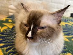 -平行世界·猫咖(首经贸店)