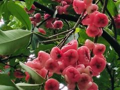 -金花茶公园
