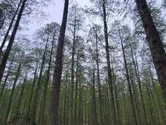 -渌洋湖湿地公园