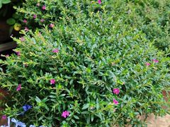 -桂林市花鸟市场