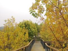 -东郊湿地公园