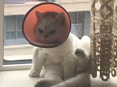 -美联众合动物医院(·中兽医·疑难杂症·严家桥分院)