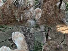 -青藏高原野生动物园