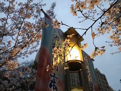 -高东镇樱花园