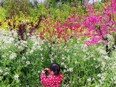-南汇桃花村
