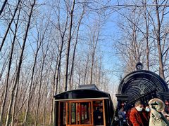 -合肥滨湖国家森林公园