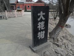 -大槐树寻根祭祖园