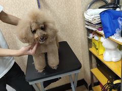 -优缇多格专业宠物美容师培训学校