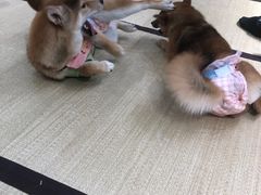 -逗柴咖啡屋·狗咖猫咖宠物桌游