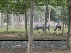 -秦皇岛野生动物园