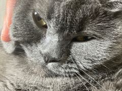 -瑞派·关忠动物医院·异宠专科·犬猫肿瘤·皮肤专科(望京店)