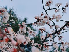 -北京西山国家森林公园