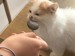 -平行世界·猫咖(首经贸店)