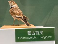 -国家自然博物馆